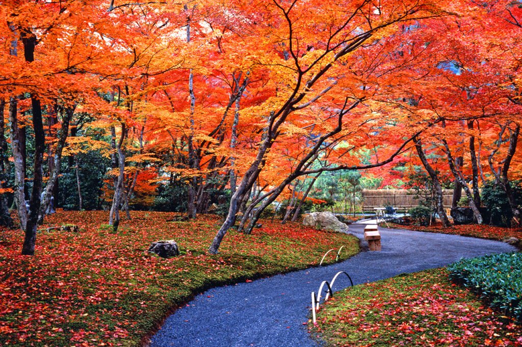 🏯 고신 암자 역사 정원(코신안 시세키 테이엔) 이미지 7